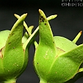 Sonneratia alba (Mangrove apple) ヤマプシキ in Daintree<br />Canon EOS KDX (400D) + EFS60 F2.8 + SPEEDLITE 380EX